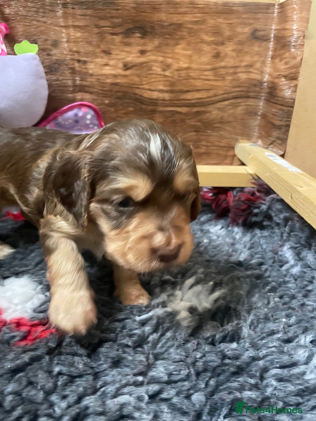 Cocker Spaniel dogs for sale: Beautiful health tested Cocker spaniel pups  - Advert 33