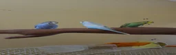 Budgerigars birds for sale: Super friendly hand tamed baby budgies for sale  - Advert 12