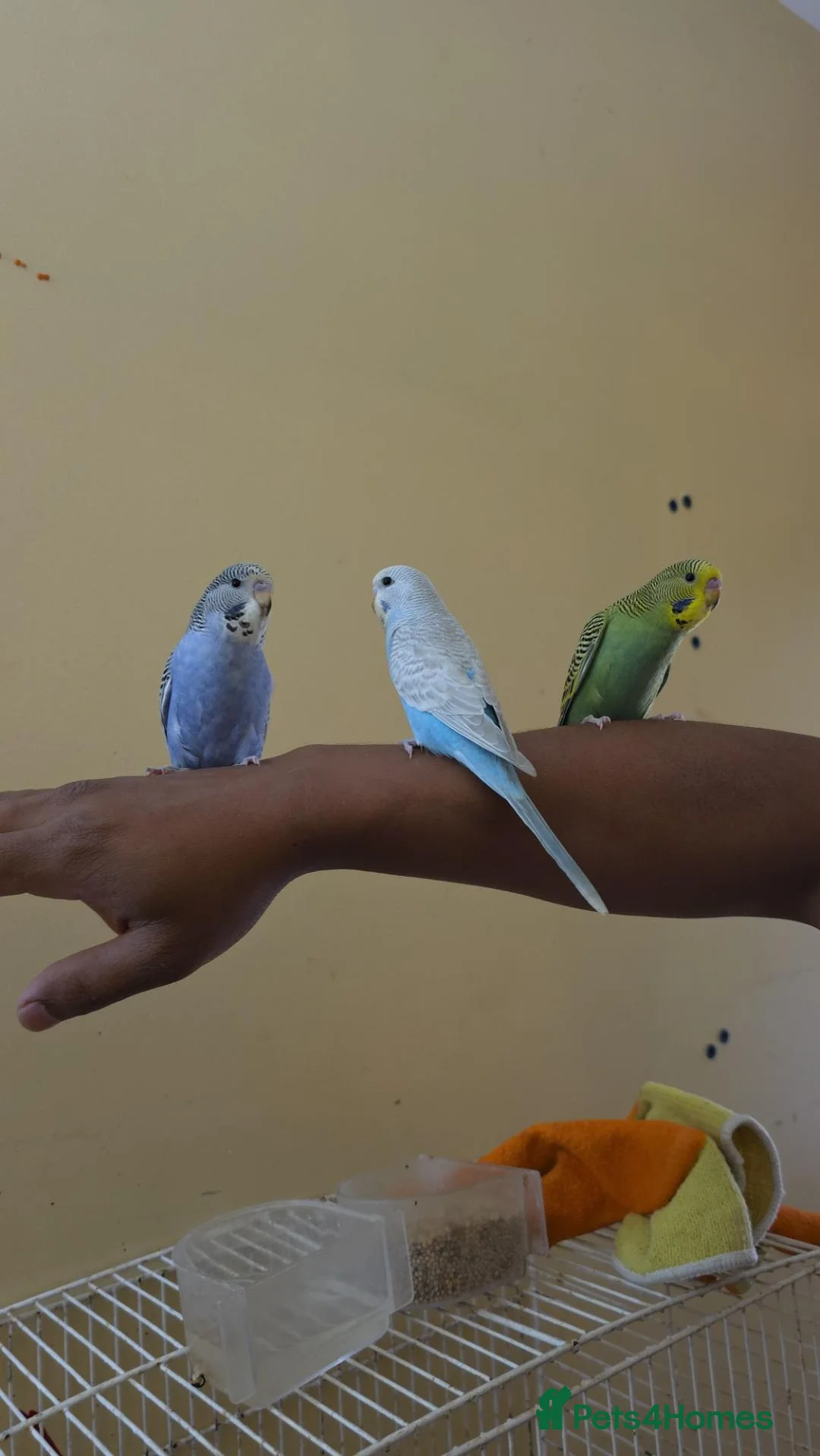 Budgerigars birds for sale: Super friendly hand tamed baby budgies for sale  - Advert 12