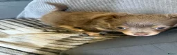 Chihuahua dogs for sale: Beautiful fluffy Chihuaha pups for sale - Advert 24