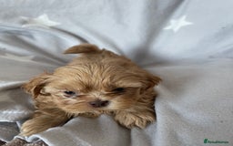 Shih Tzu dogs for sale: imperial shih tzu  in Nottingham - Image 6