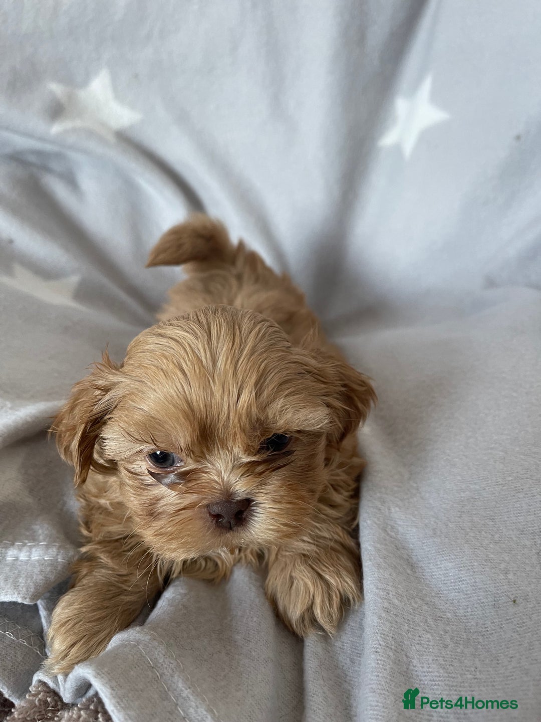 Shih Tzu dogs for sale: imperial shih tzu  in Nottingham - Image 6