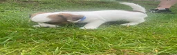 Jack Russell dogs for sale: 1 beautiful boy Jack Russell left  - Advert 16