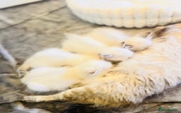 Siberian cats for sale: Hypoallergenic Siberian Neva Kittens Blue eyes - Image 10