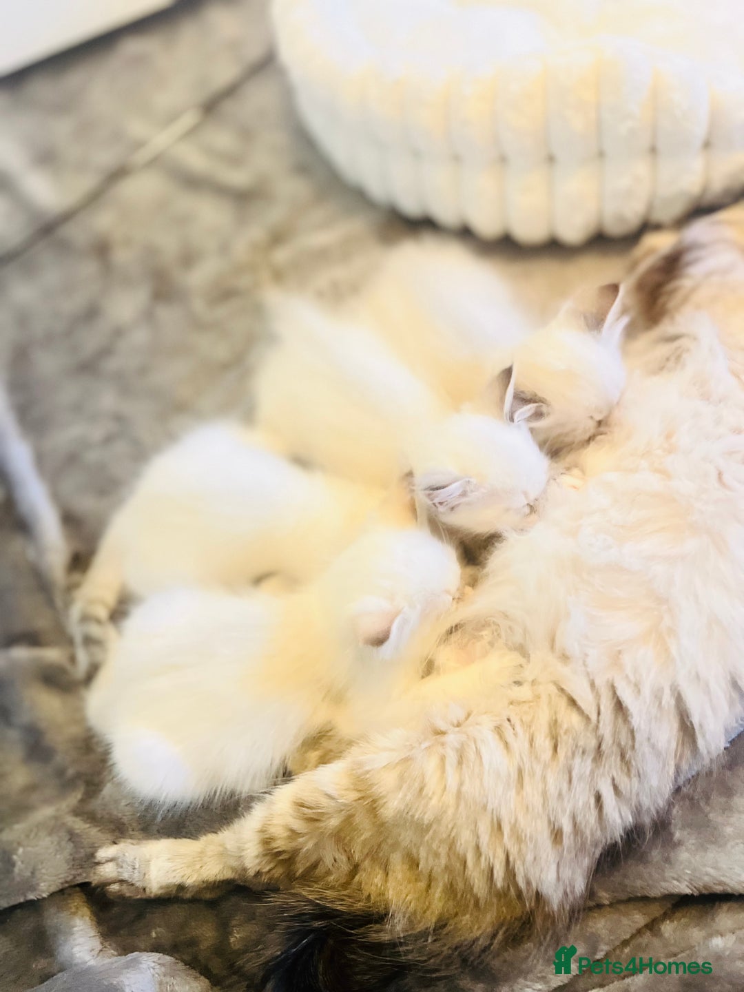 Siberian cats for sale: Hypoallergenic Siberian Neva Kittens Blue eyes - Image 10