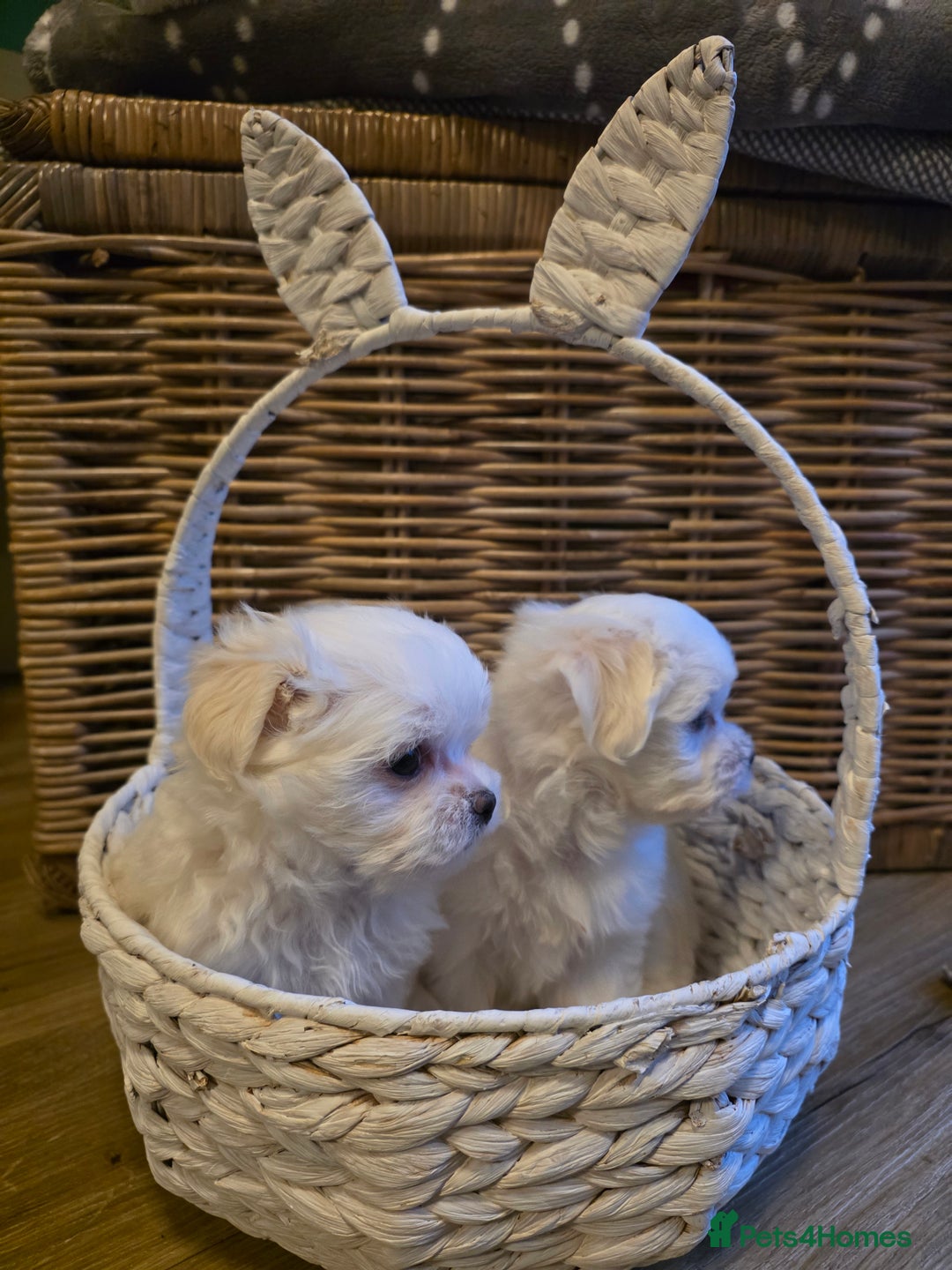 Maltese dogs for sale: A tiny little boy  - Advert 9