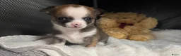 Chihuahua dogs for sale: Chihuahua puppies - Advert 7