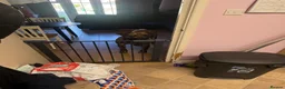 Presa Canario dogs for sale: Presa canario  - Advert 2