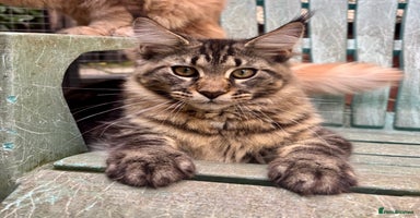 Maine Coon cats - Advert 10
