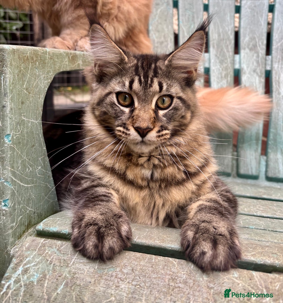 Maine Coon cats for sale: Pure Maine Coon kittens ready now - Image 2