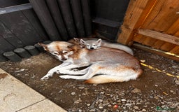 Siberian Husky dogs for sale: 1 male husky puppy white  - Image 7