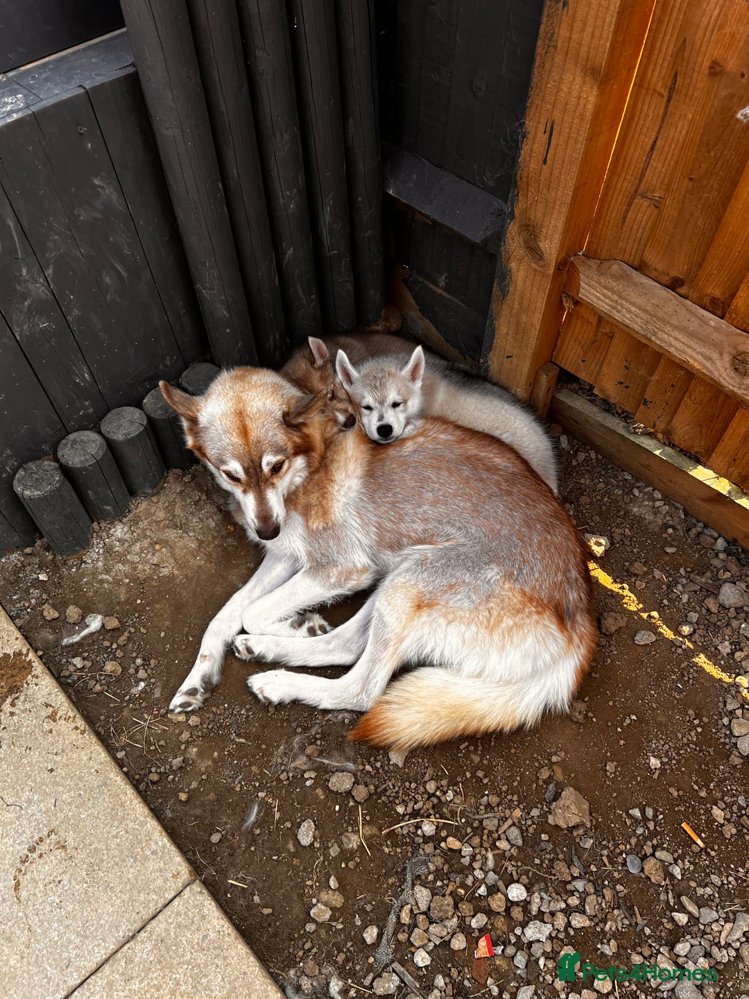 Siberian Husky dogs for sale: 1 male husky puppy white  - Image 7