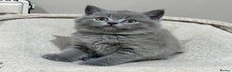 British Shorthair cats for sale: Tica Registered British Shorthair kittens - Advert 9