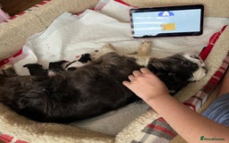 French Bulldog dogs for sale: FLUFFY FRENCHIE 🧸 YORKSHIRE'S RAREST LONG-HAIRED - Image 7