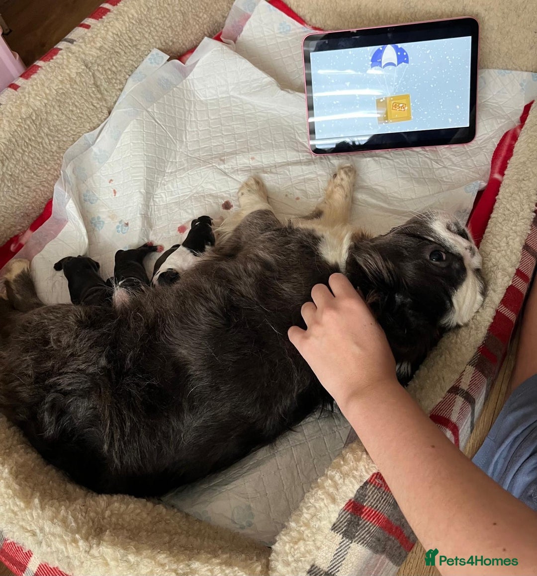 French Bulldog dogs for sale: FLUFFY FRENCHIE 🧸 YORKSHIRE'S RAREST LONG-HAIRED - Image 7