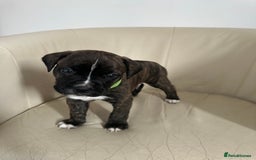 Mixed Breed dogs for sale: Cane Corso/boxer X Dogue de Bordeaux  - Image 17