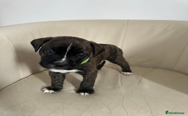 Mixed Breed dogs - Advert 2