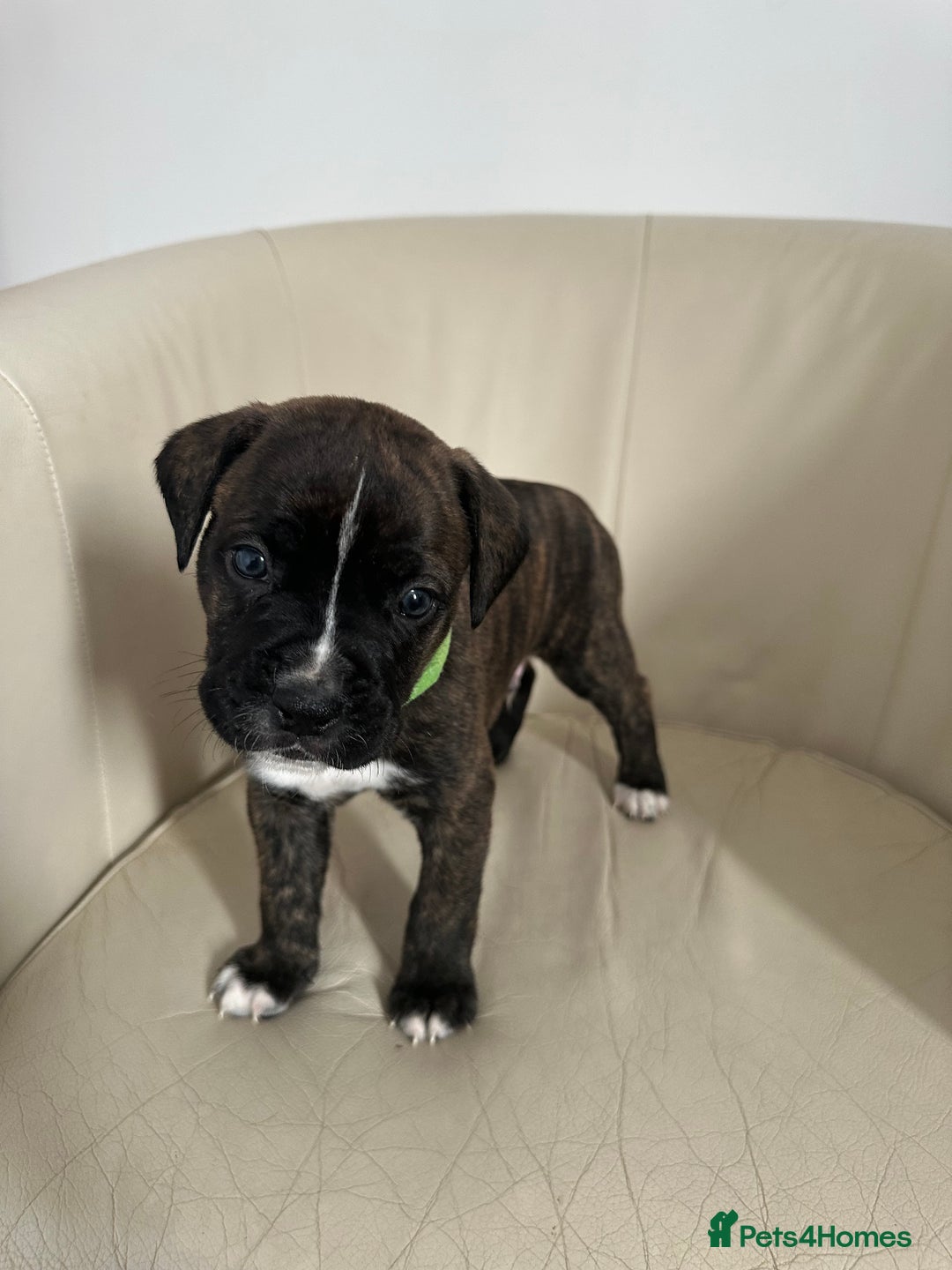Mixed Breed dogs for sale: Cane Corso/boxer X Dogue de Bordeaux  - Image 17