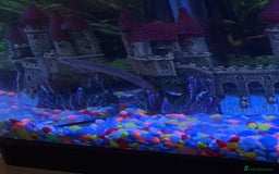 Loaches fish for sale: Dojo/Weather Cold Water Loach - Image 2
