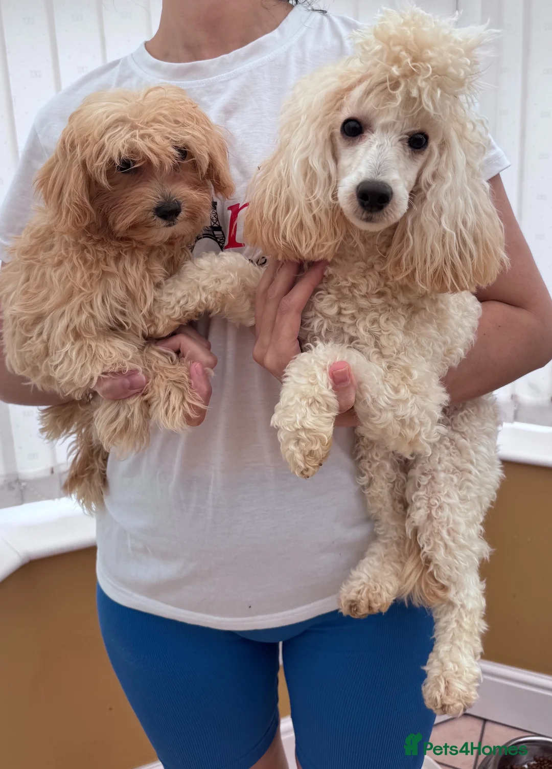 Maltipoo dogs for sale: Our Last Available Maltipoo Girl in Leeds - Advert 2