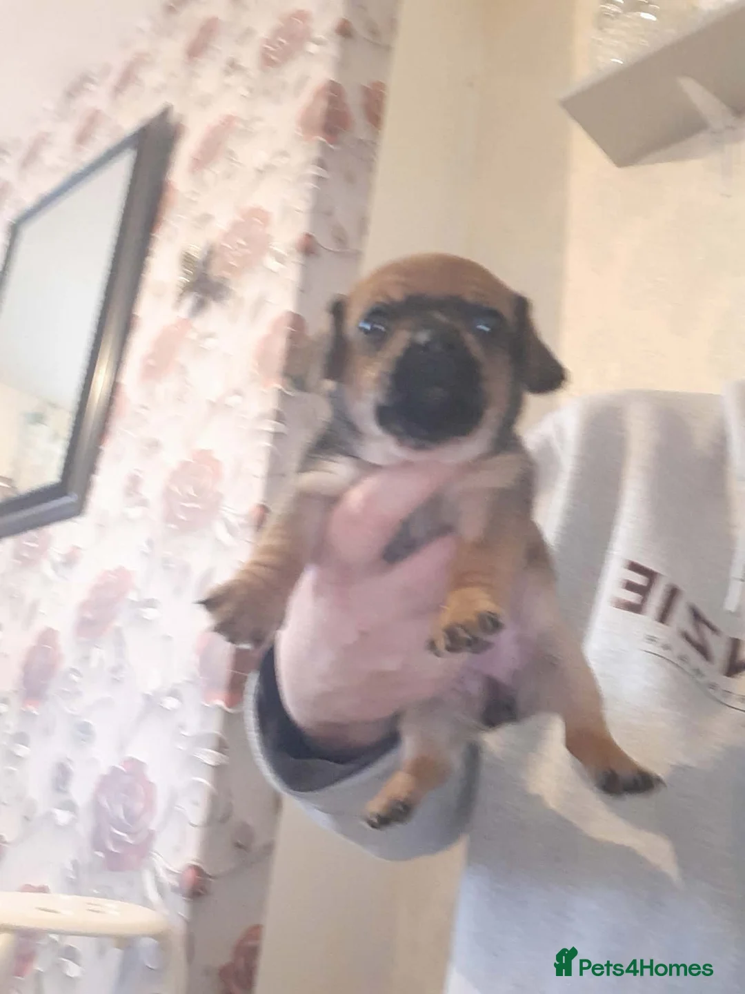 Jack Russell dogs for sale: For Sale  - Advert 2