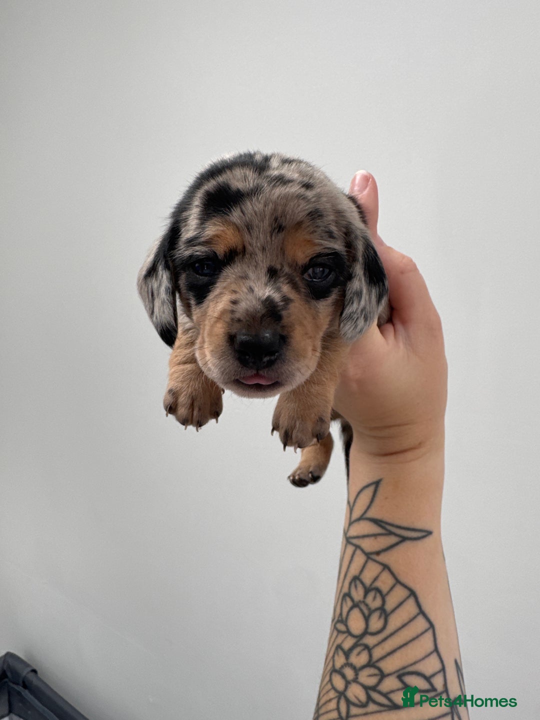 Miniature Dachshund dogs for sale: Miniature dachshund  - Image 9