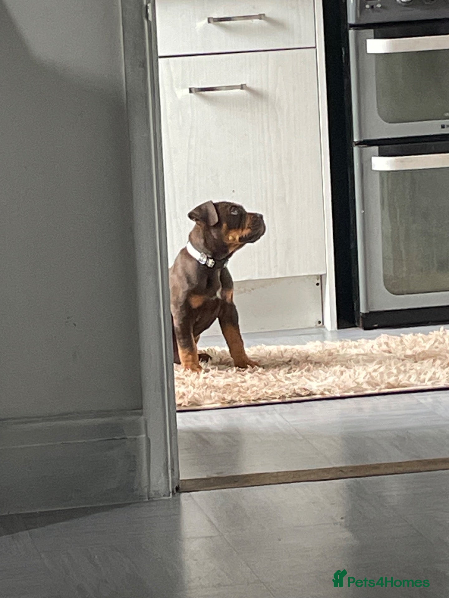 English Bulldog dogs 10 week old puppy boy  - Advert 3