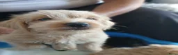 Jackapoo dogs for sale: Cockapoo puppy in Witney - Advert 16