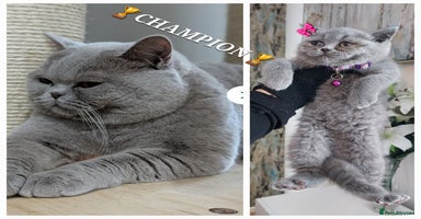 British Shorthair cats in Dudley - Advert 3