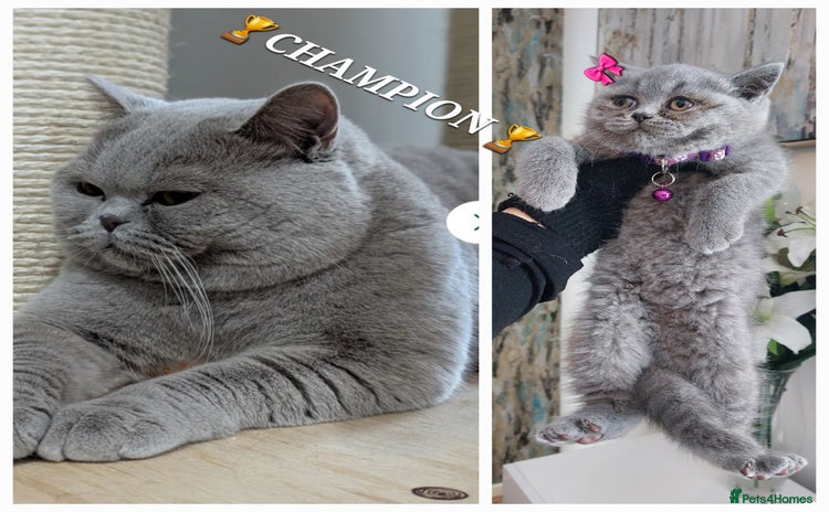 British Shorthair cats in Dudley - Advert 2