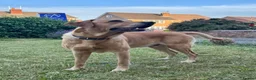 Labrador Retriever dogs for stud: Yellow Labrador Stud – 4th Gen Gun Dog Pedigree - Advert 2