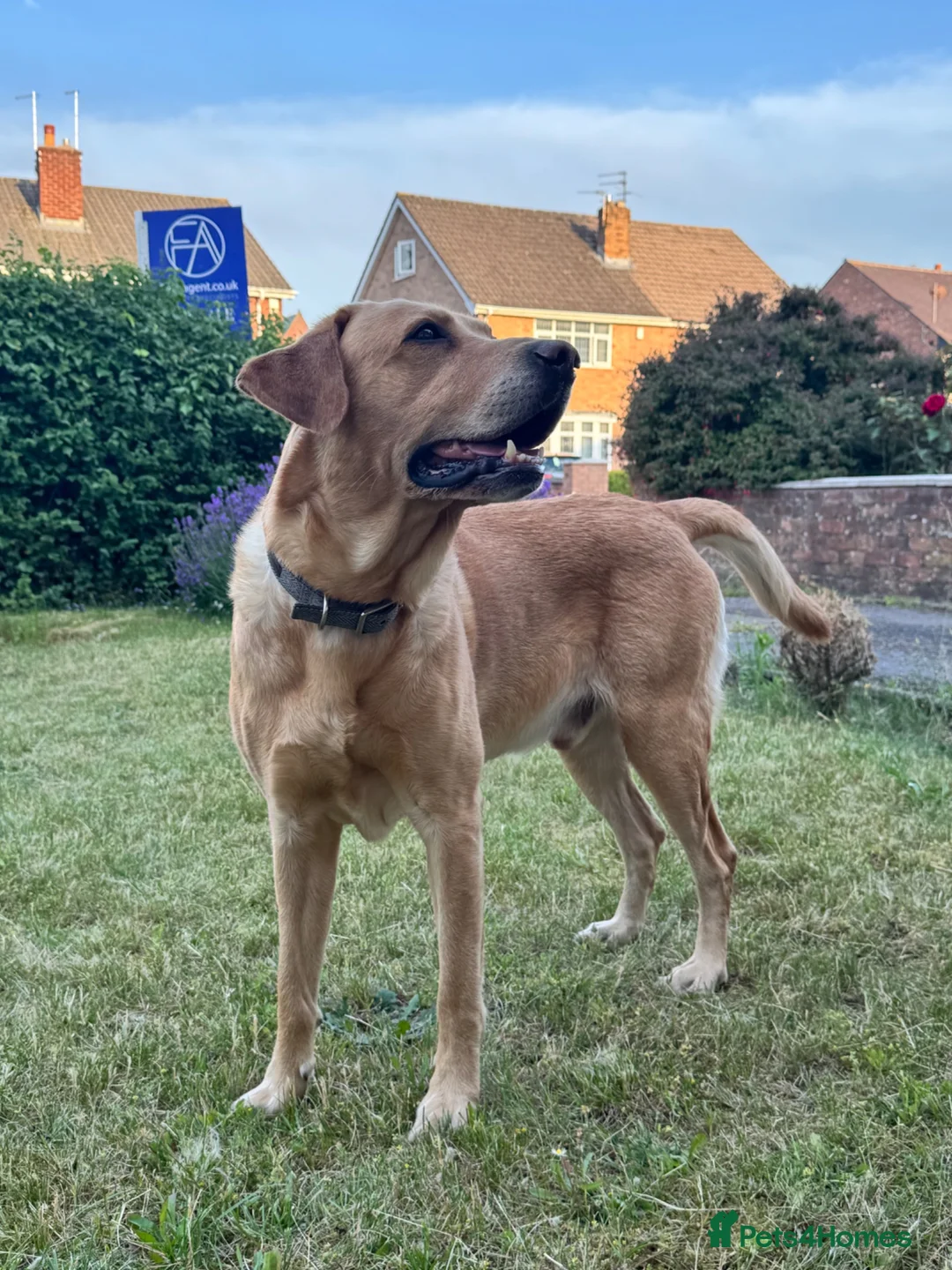 Labrador Retriever dogs for stud: Yellow Labrador Stud – 4th Gen Gun Dog Pedigree - Advert 2