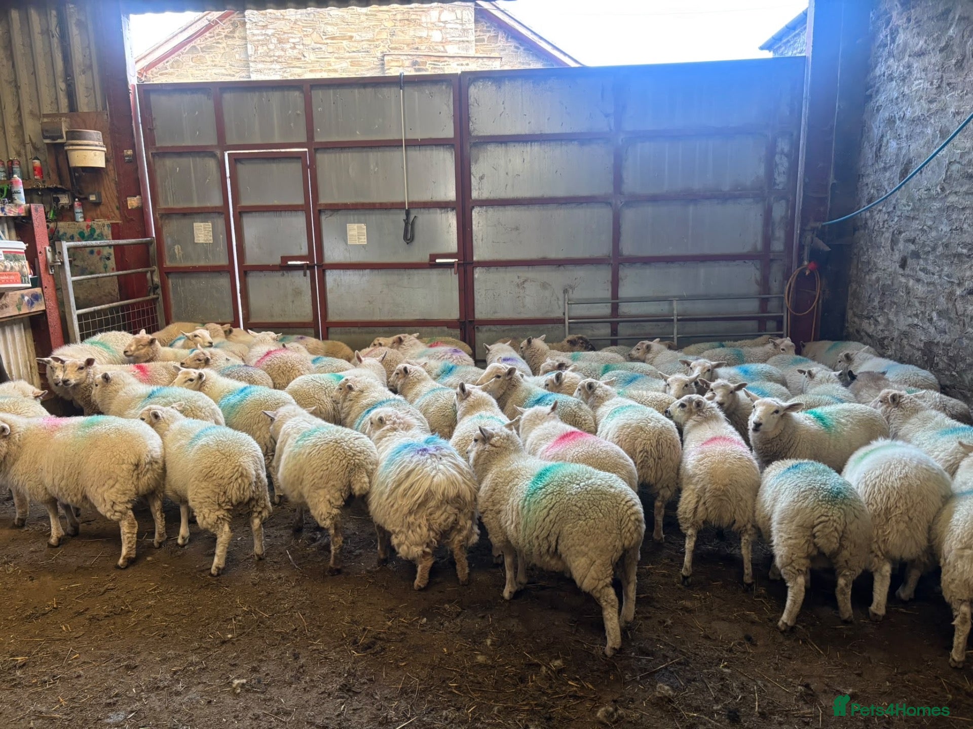Sheep livestock for sale: 60 long term lambs  - Advert 1