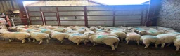 Sheep livestock for sale: 60 long term lambs  - Advert 1