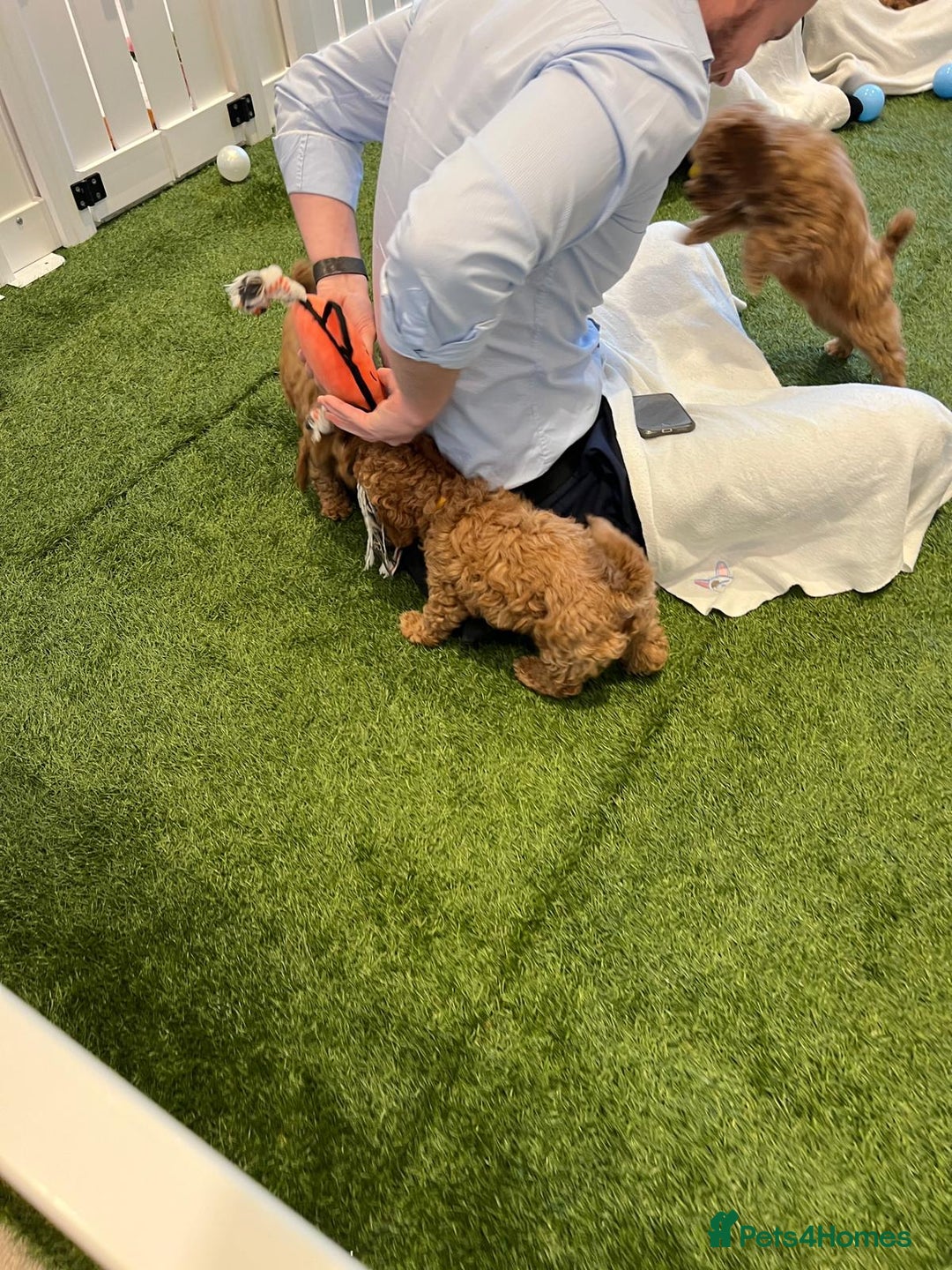 Cockapoo dogs for sale: F2 Cockerpoos Ready for their new homes. - Advert 4