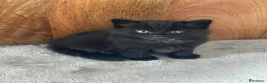 Mixed Breed Kitten 2