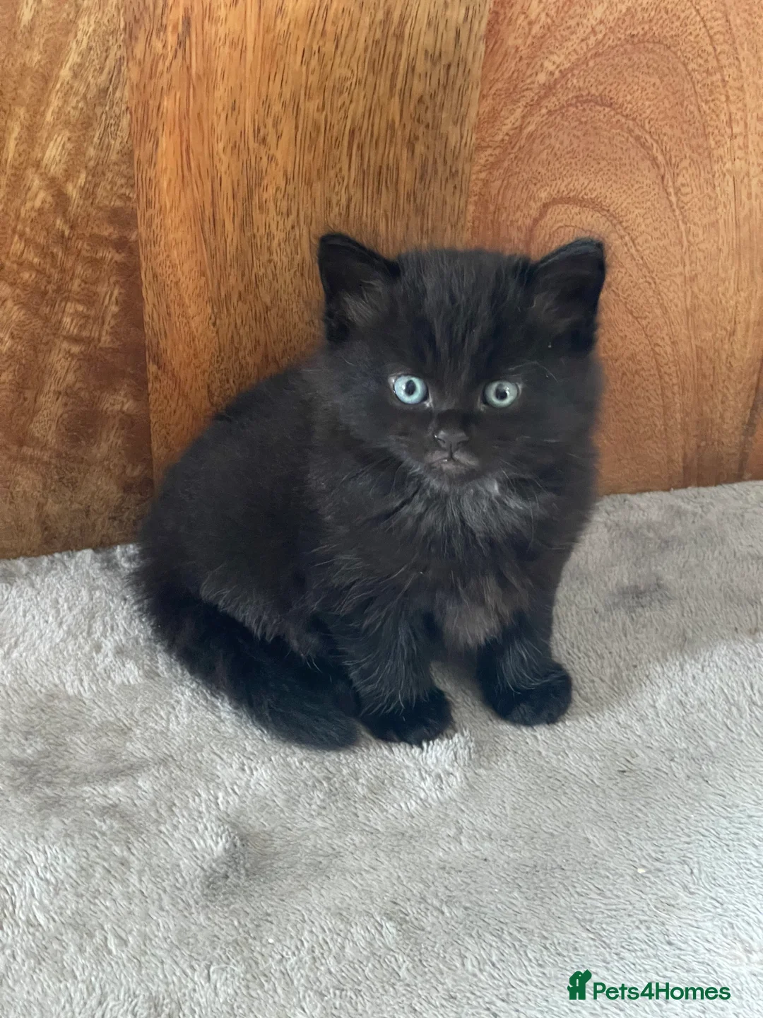 Mixed Breed cats for sale: Beautiful bundles of joy in Canonbie - Advert 2