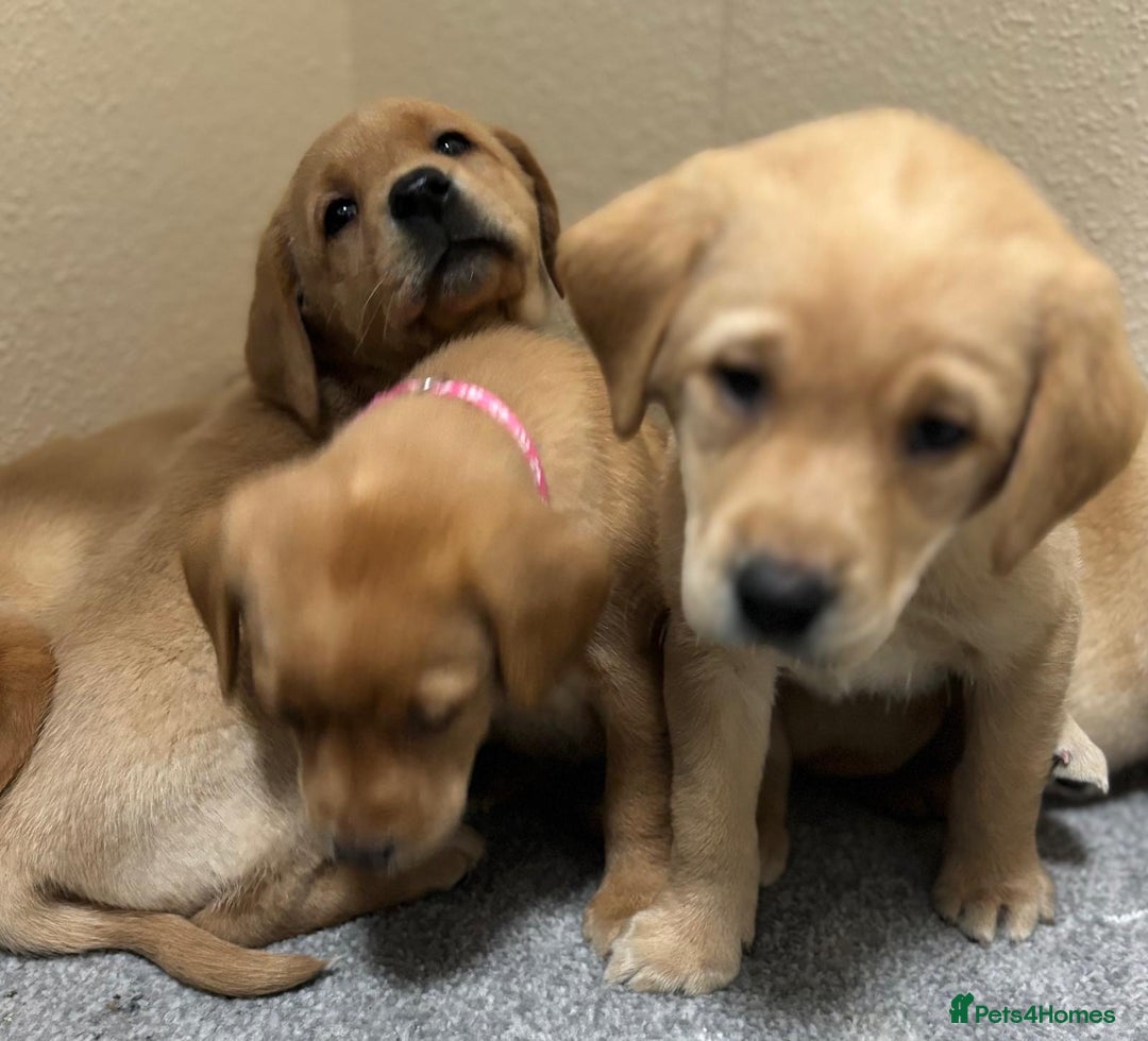 Labrador Retriever dogs for sale: Labrador puppies - Advert 9