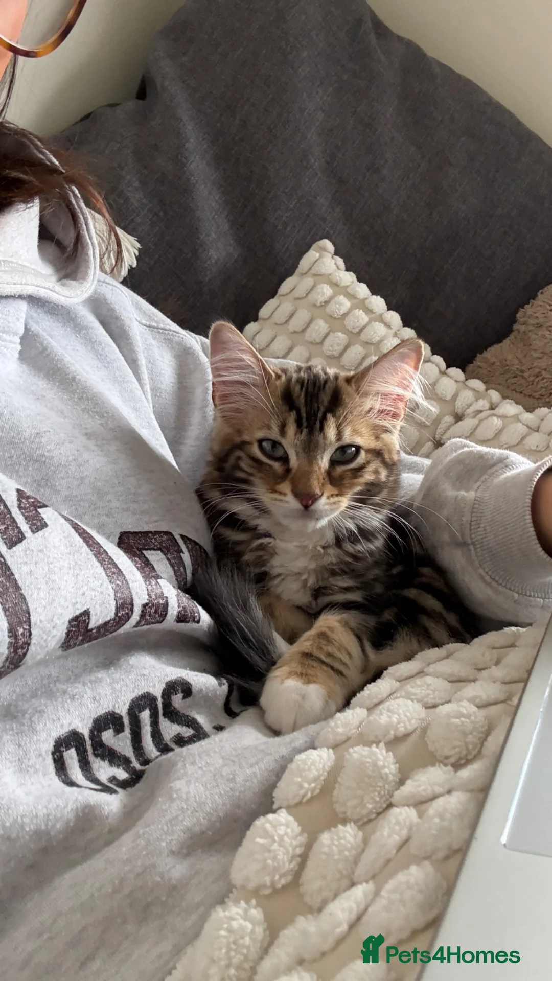 British Shorthair cats for sale: Friendly 13-week-old kitten in Braintree - Advert 2