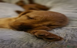 Mixed Breed dogs for sale: Frenchie x cockerpoo pups - Image 13