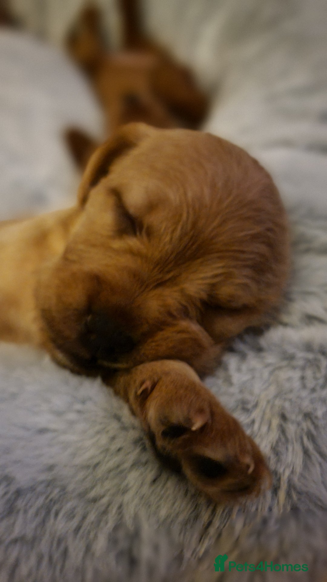 Mixed Breed dogs for sale: Frenchie x cockerpoo pups - Image 13