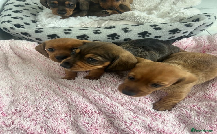 Dachshund dogs - Advert 13