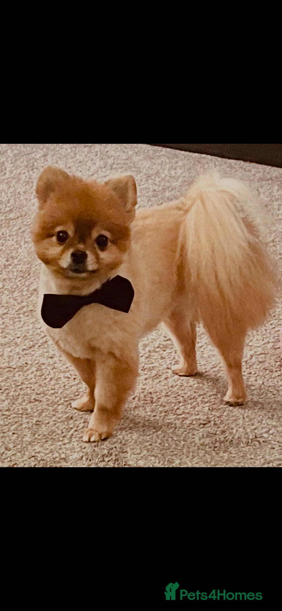 Pomeranian dogs 2 sable female Pomeranians  - Advert 6