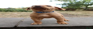 Royal Blue Labrador Retriever 4