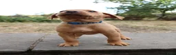 Labrador Retriever dogs for sale: Fox Red KC Labrador Puppies - Advert 11