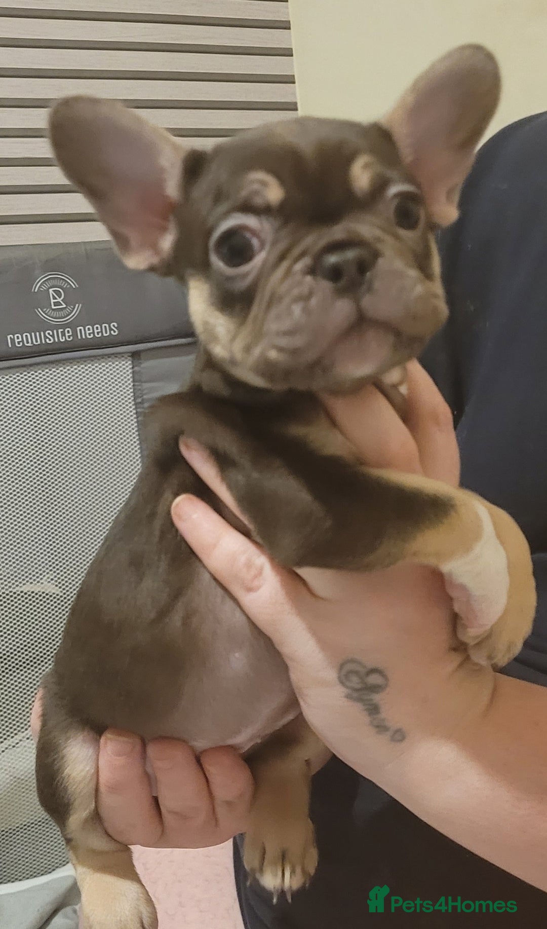 French Bulldog dogs for sale: 2 female French bulldogs - Advert 3