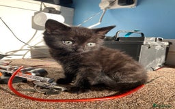 Mixed Breed cats for sale: 3 black Mixed breed kittens  - Image 3