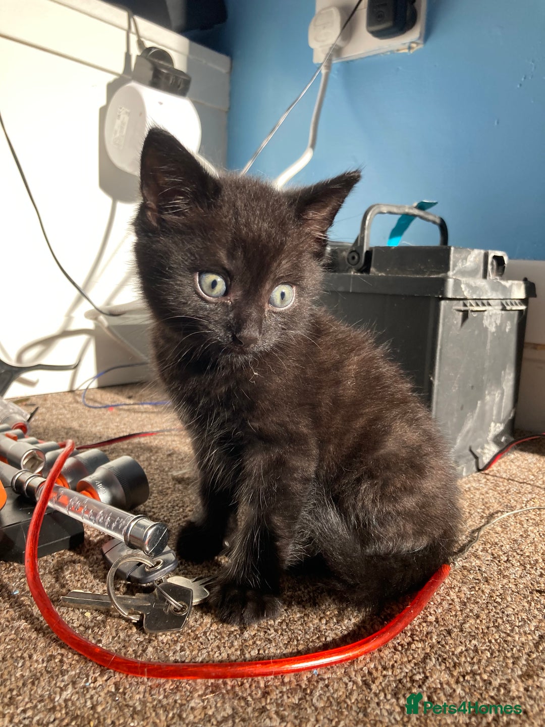 Mixed Breed cats for sale: 3 black Mixed breed kittens  - Image 3