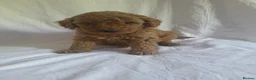 Miniature Poodle dogs for sale: Maltpoo puppies 5 🌟 licence breeder  - Advert 4
