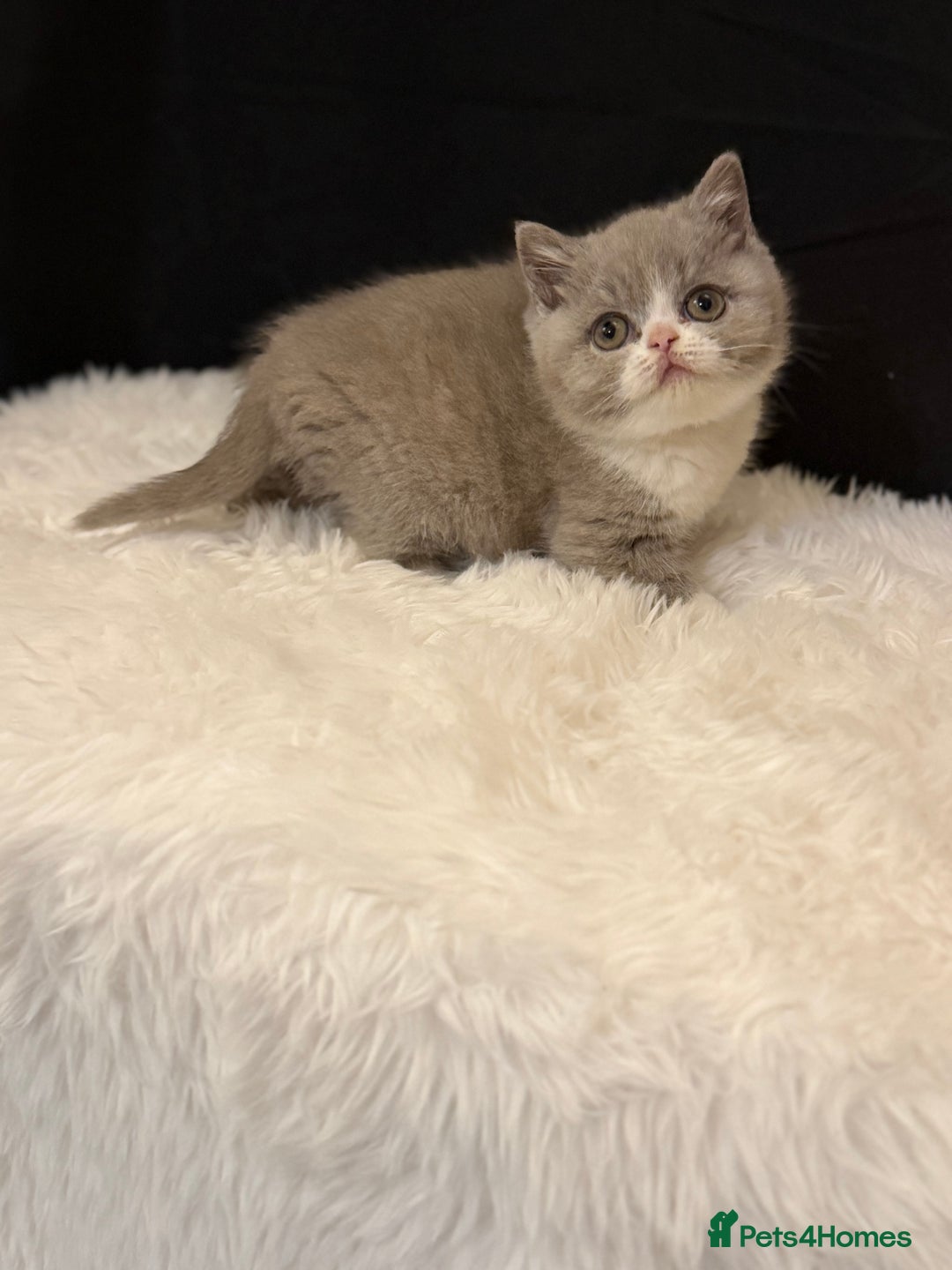 British Shorthair cats for sale: Full Pedigree Registered BSH  - Advert 13